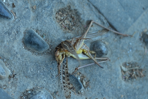 White-faced Bush-cricket