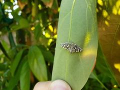 Glyphodes onychinalis