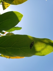 Glyphodes onychinalis