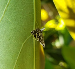 Glyphodes onychinalis