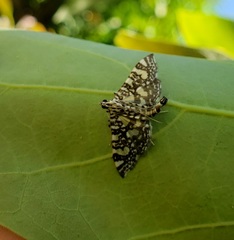 Glyphodes onychinalis