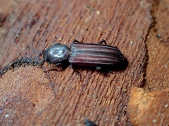 Bothrideridae