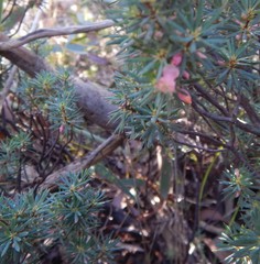 Brachyloma ericoides