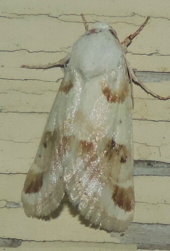 Rabbitbush Flower Moth