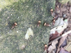 Polyrhachis bihamata