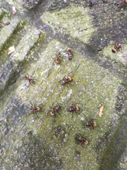 Polyrhachis bihamata