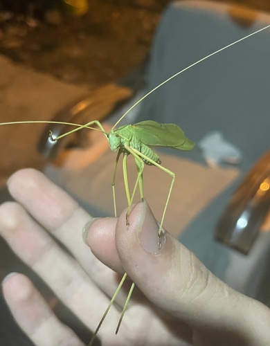 Syrian Long-legged Bush-Cricket