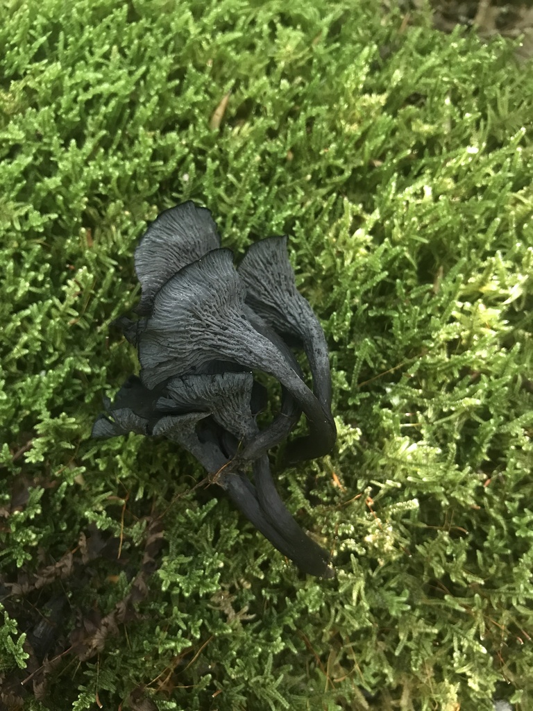 Craterellus caeruleofuscus · August 2026 · photo: Photo: (c) Matthew Rozanoff, some rights reserved (CC BY) · iNaturalist