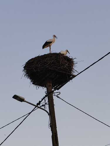 White Stork