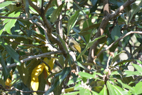 Lewin's Honeyeater