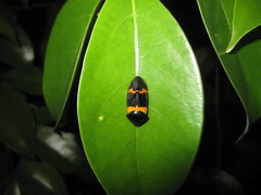 Cosmoscarta abdominalis