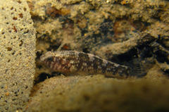 Redigobius