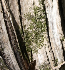 Frullania riparia