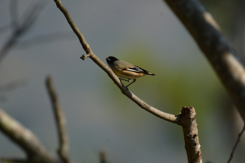 Striated Pardalote