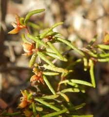 Dodonaea hexandra