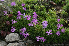 Primula minima
