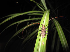 Monochamus alternatus