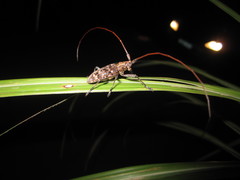 Monochamus alternatus