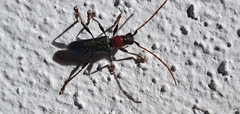 Cartallum ebulinum