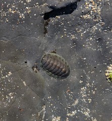 Chitonoidea