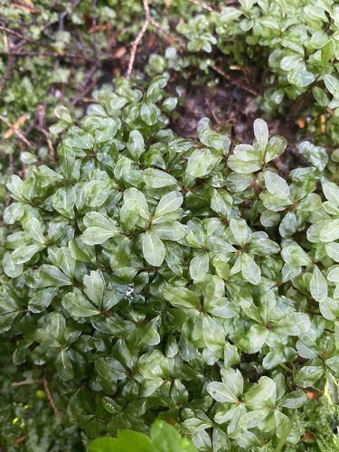 Rhizomnium magnifolium observed 2026-08-07