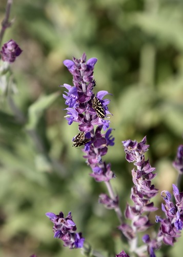 Salvia deserta, photograph 6