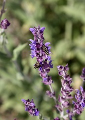 Salvia deserta, photograph (c) Dr. Alexey Yakovlev, some rights reserved (CC BY)