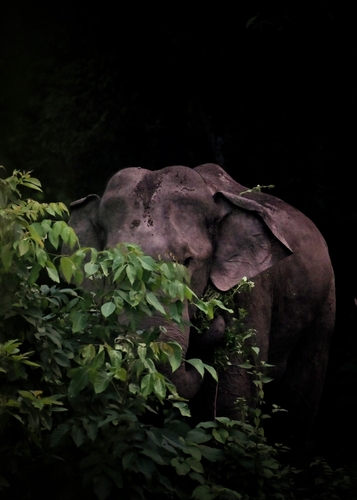 Mainland Asian Elephant