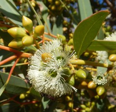 Eucalyptus diversifolia