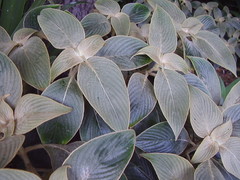 Strobilanthes gossypina