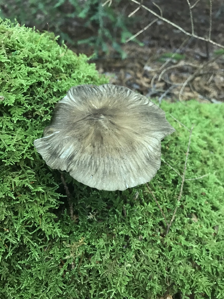 Eastern American Platterful Mushroom · August 2026 · photo: Photo: (c) Matthew Rozanoff, some rights reserved (CC BY) · iNaturalist