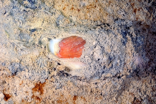 Scaphander lignarius observed 2026-06-02