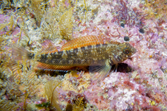 Common Triplefin photo 2