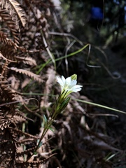 Gentiana itzershanensis