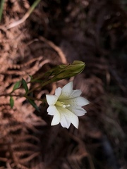 Gentiana itzershanensis