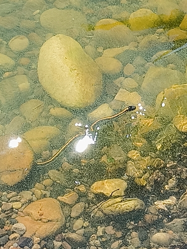 Plains Garter Snake
