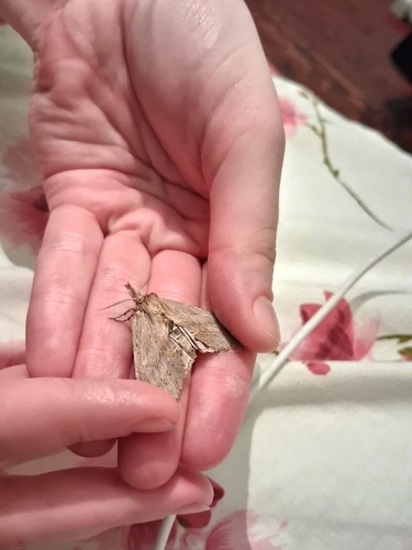 Pale Prominent