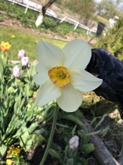Narcissus