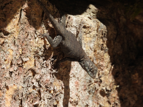 Cerrado Lava Lizard
