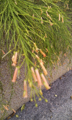 Russelia equisetiformis
