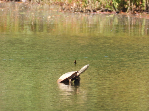Geoffroy’s Side-necked Turtle