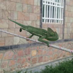 Chamaeleo calyptratus