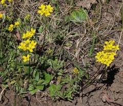 Draba sibirica