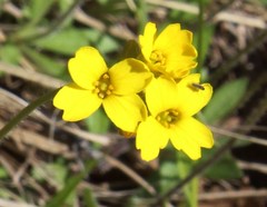 Draba sibirica