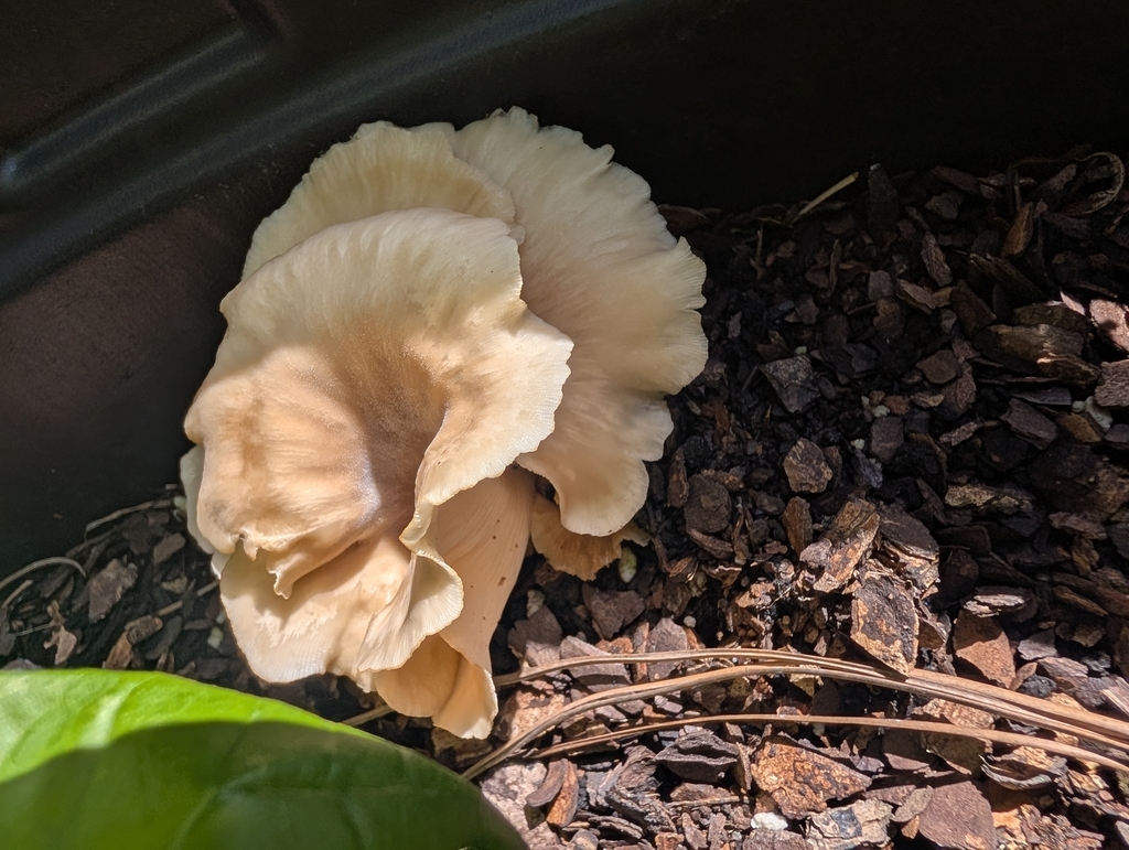 Shoehorn Oyster · August 2026 · photo: Photo: no rights reserved · iNaturalist
