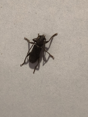 velvet longhorned beetle