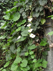 Angiospermae