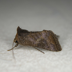 Thysanoplusia reticulata