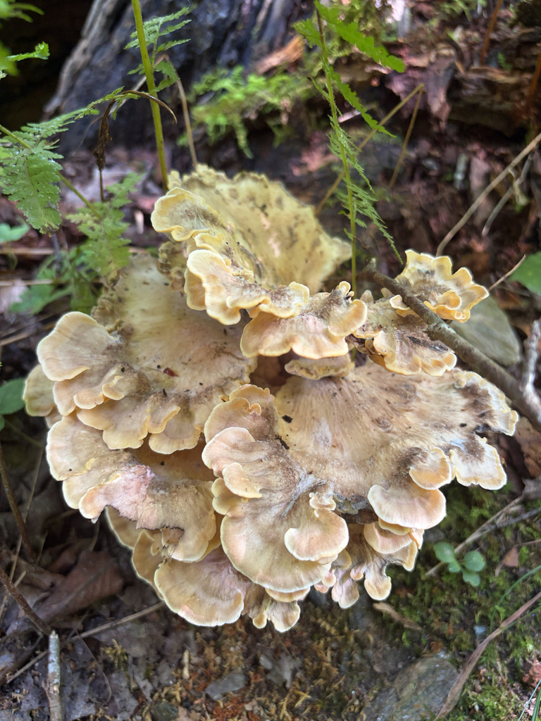 Black-staining Polypore · August 2026 · photo: Photo: (c) Stephen Sikes, some rights reserved (CC BY) · iNaturalist
