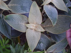 Strobilanthes gossypina